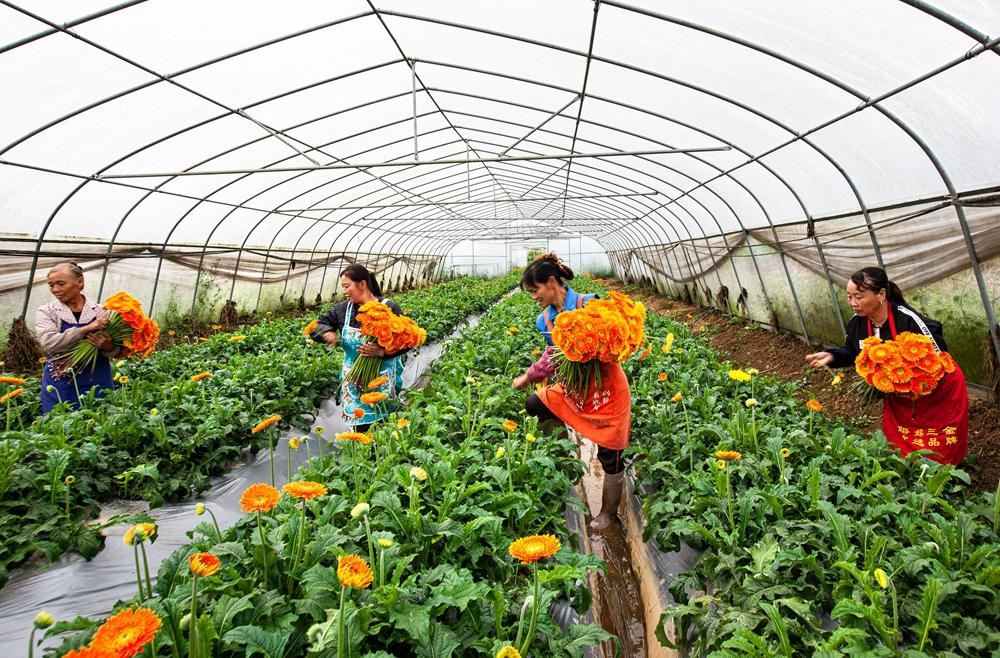 贵州黔西：寒露时节采花忙_fororder_2023年10月8日，村民在贵州省黔西市洪水镇长堰社区鲜花种植基地采摘非洲菊。IMG_7415.JPG