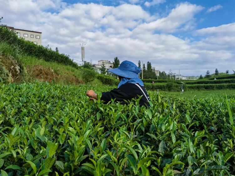 (供稿)貴州六盤水:特色農業穩平臺 助推高品質就業_fororder_640 (2)