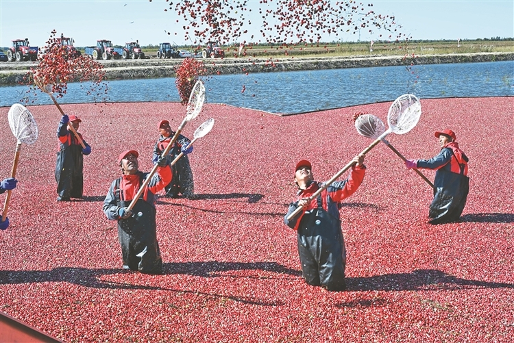 抚远：收获季！4000亩蔓越莓秒变“红海”