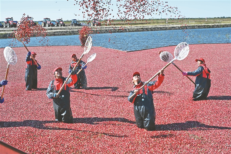 撫遠：收穫季！4000畝蔓越莓秒變“紅海”