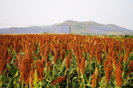 河北曲阳：高粱红玉米黄 田野奏响“丰收曲”_fororder_河北曲阳：高粱红玉米黄 田野奏响“丰收曲”378