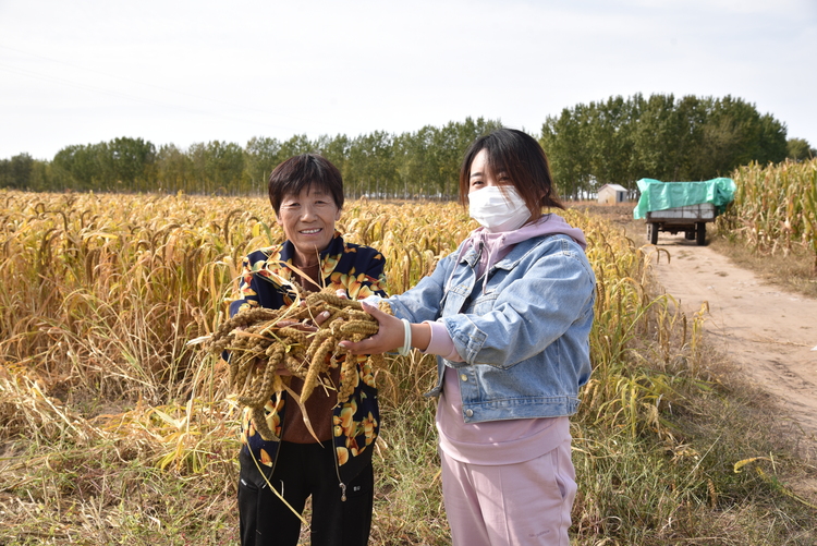大慶：3500畝“雙榆小米”陸續收割