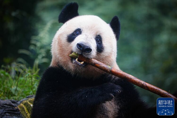（转载）归国大熊猫“香香”亮相雅安 正式与公众见面