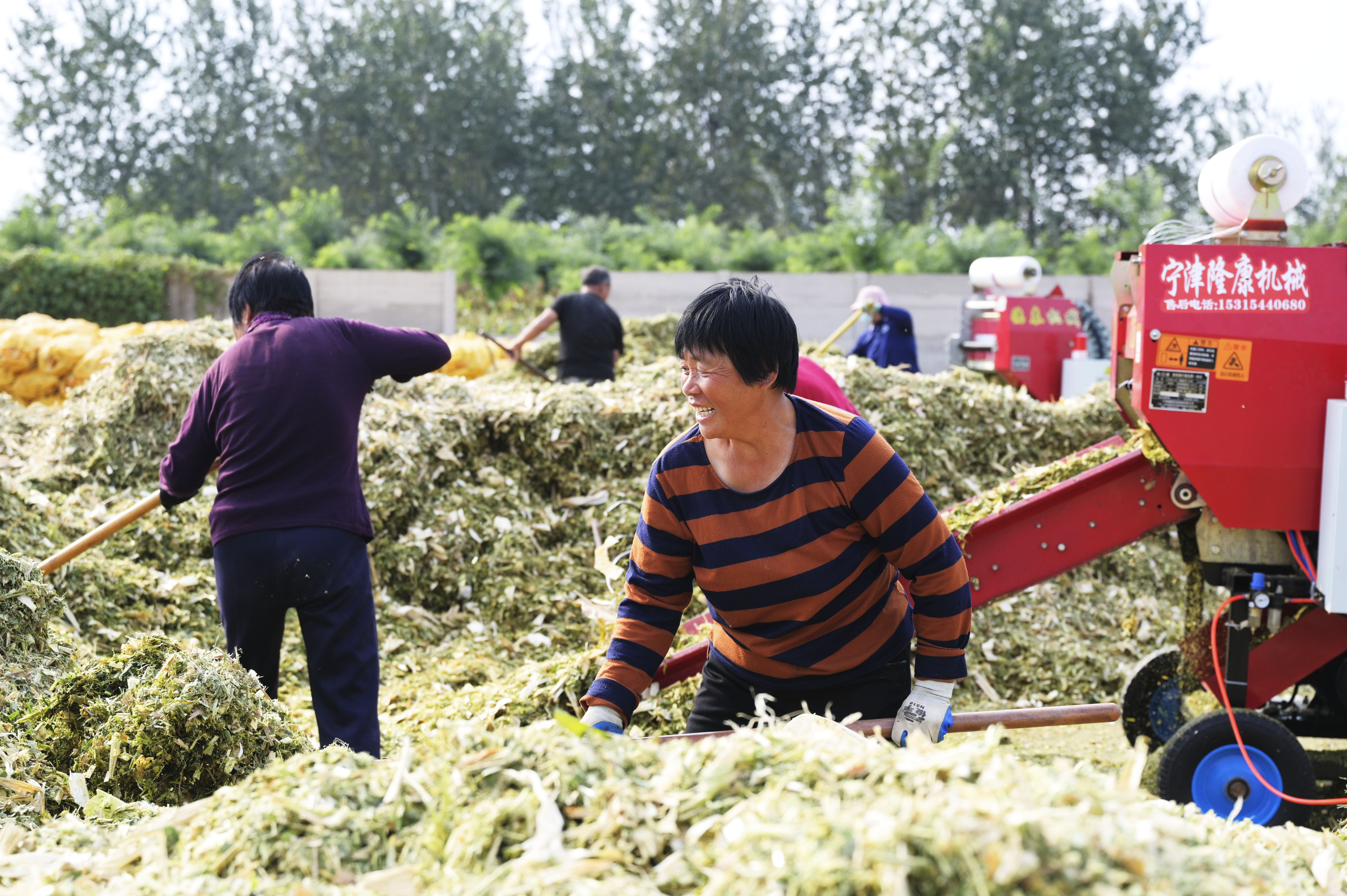 邢台柏乡：玉米秸秆 助农增收_fororder_微信图片_20231010142345