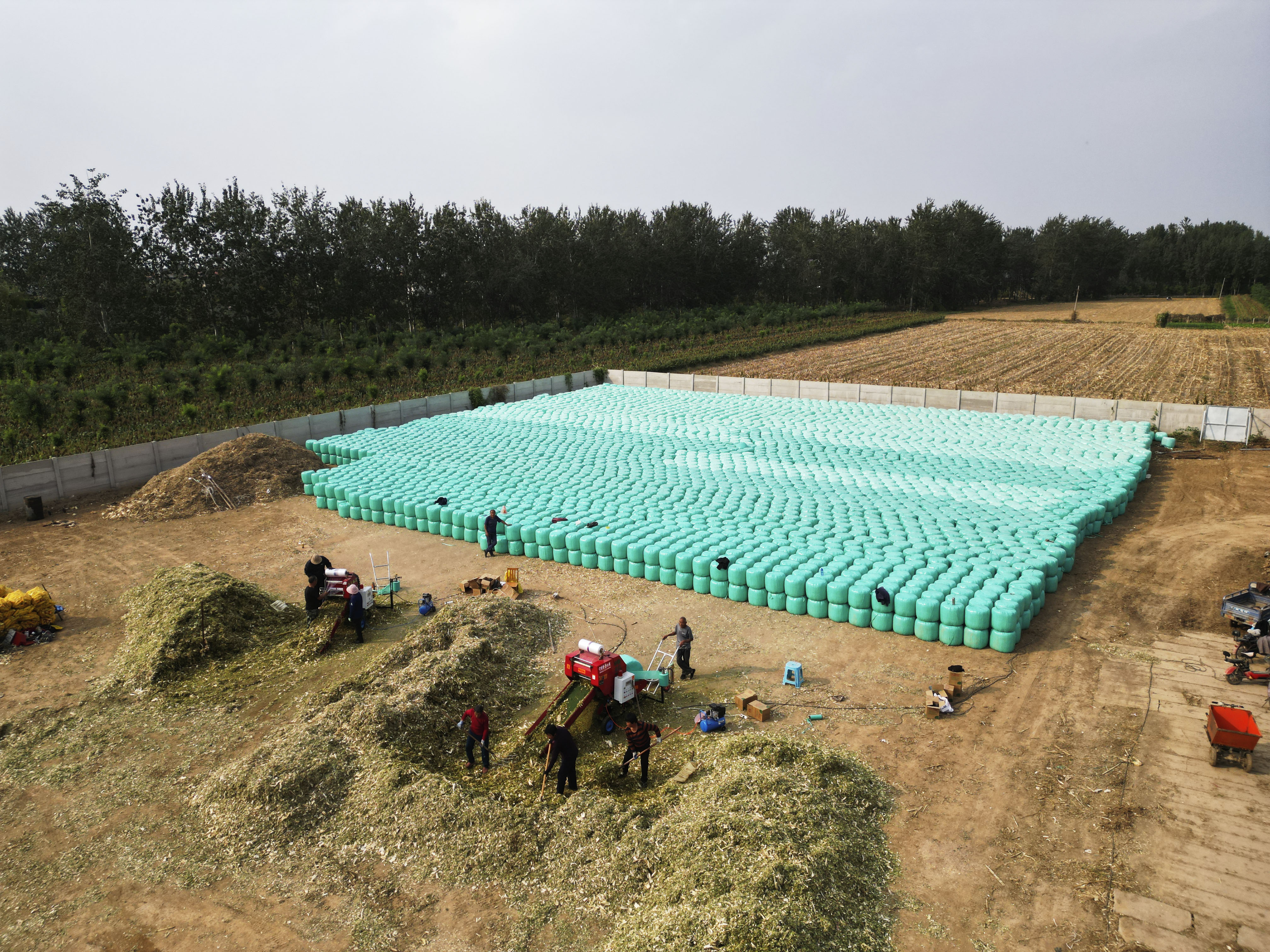 邢台柏乡：玉米秸秆 助农增收_fororder_微信图片_20231010142356