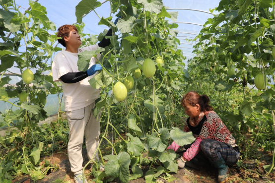 河北平泉林果种植面积超40万亩 带动2.7万余名群众增收_fororder_河北平泉林果种植面积超40万亩 带动2.7万余名群众增收854