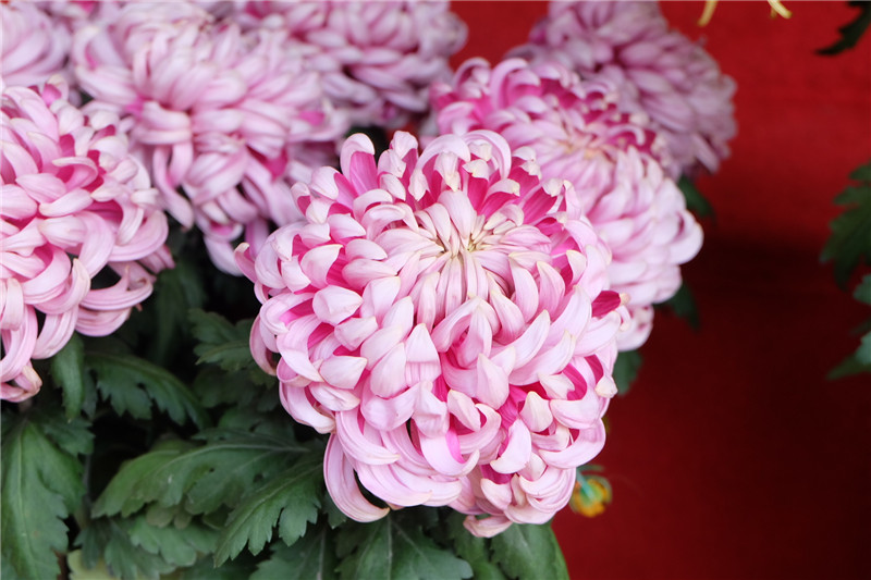 41st Chrysanthemum Culture Festival in Kaifeng to be Held_fororder_图片20