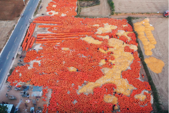 河北曲阳：高粱红玉米黄 田野奏响“丰收曲”_fororder_河北曲阳：高粱红玉米黄 田野奏响“丰收曲”205