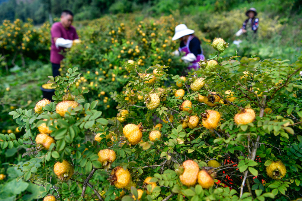 贵州对话墨西哥城：两种“刺梨”，共品丰收甜蜜