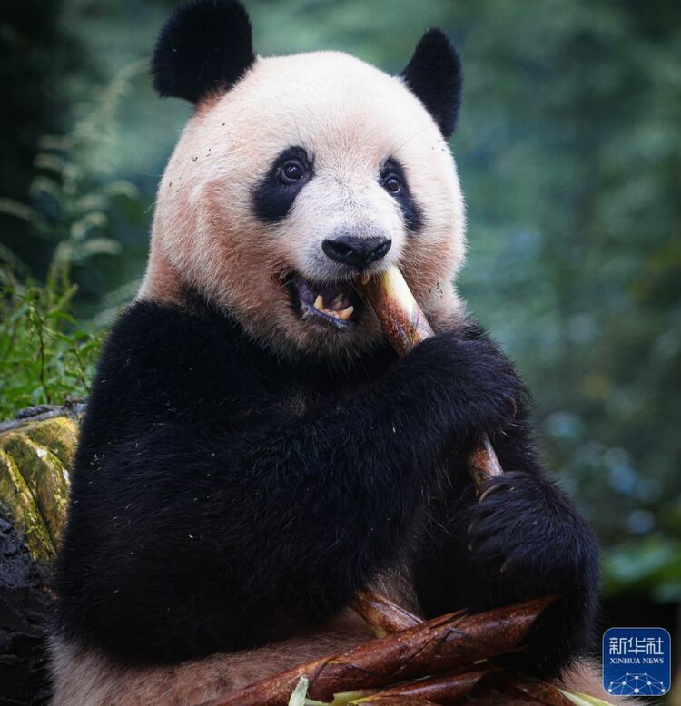 （轉載）歸國大熊貓“香香”亮相雅安 正式與公眾見面