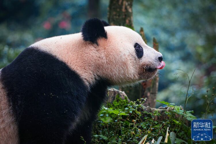 （转载）归国大熊猫“香香”亮相雅安 正式与公众见面