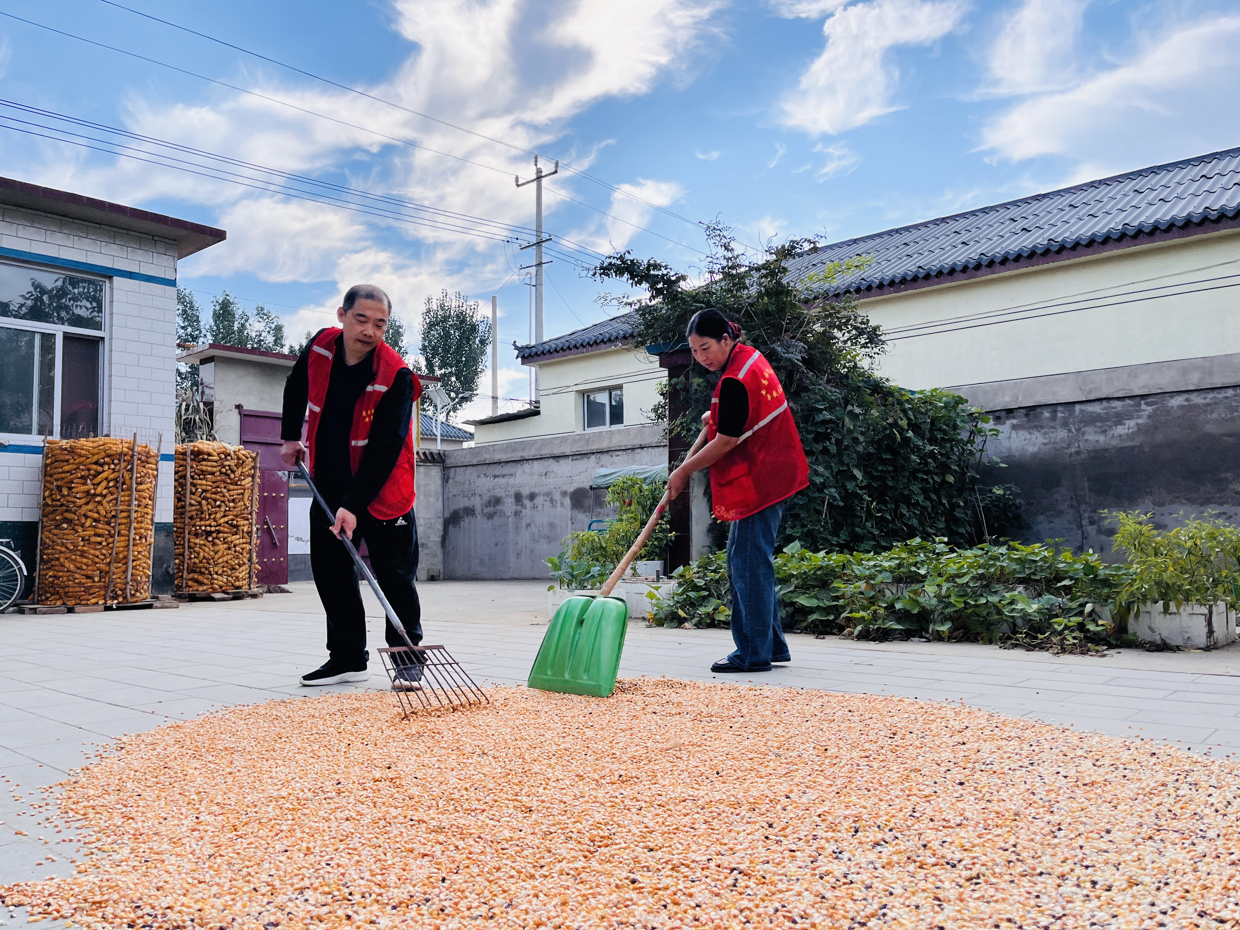 图片默认标题_fororder_图为党员志愿者帮助涞水县义安镇南高洛村行动不便村民晾晒玉米。（李金璐 摄）.JPG
