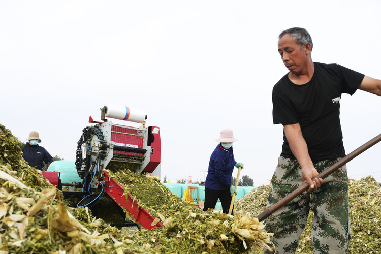 邢臺柏鄉：玉米秸稈 助農增收_fororder_微信圖片_20231010142339