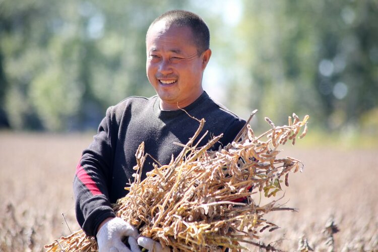 海倫：金秋收穫季 240萬畝大豆采收接近尾聲