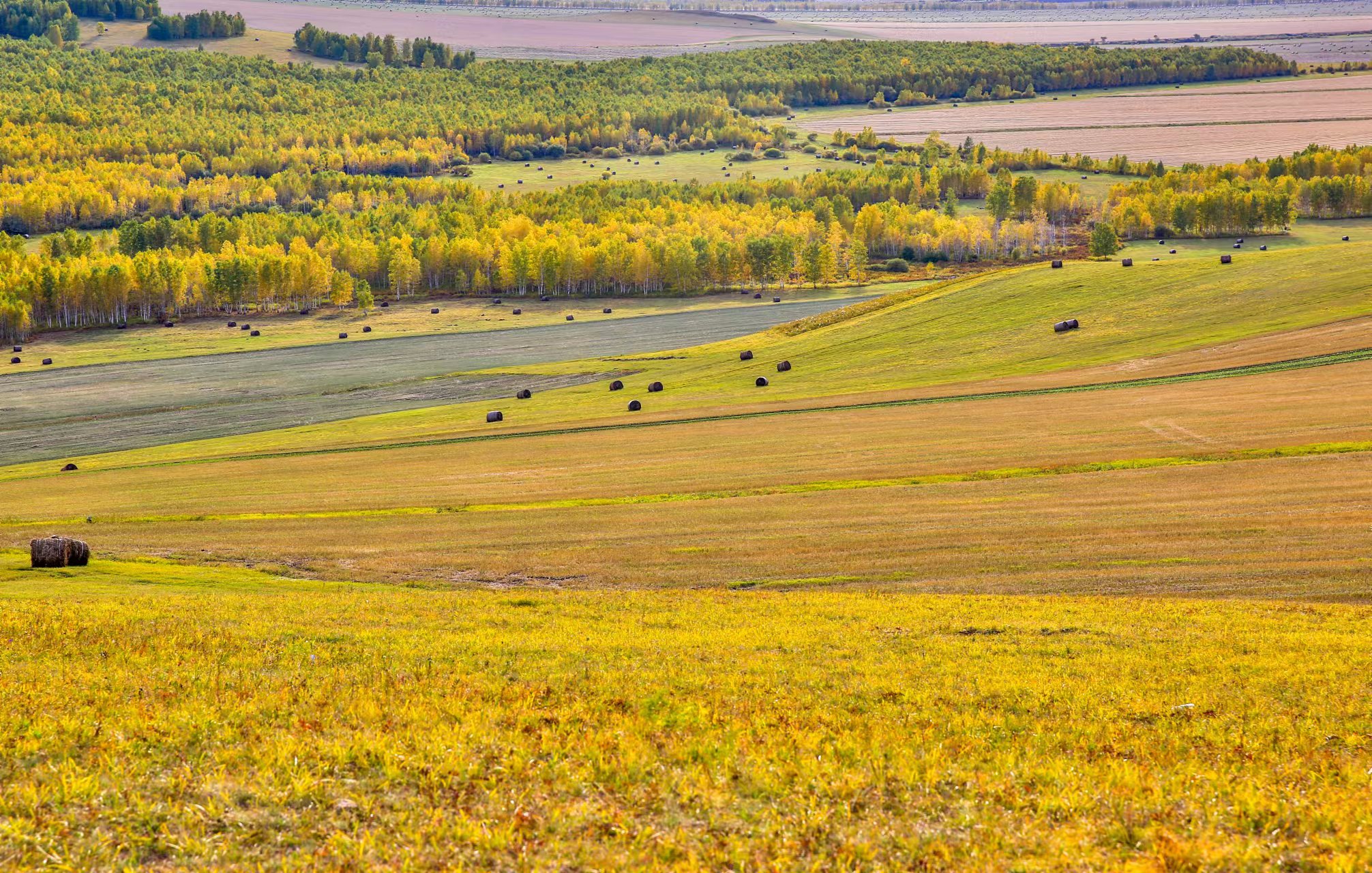 额尔古纳秋意浓_fororder_秋天的额尔古纳成为了金色的童话。（摄影：才广）