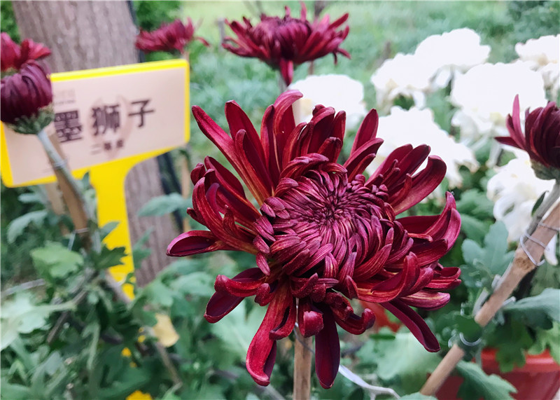 41st Chrysanthemum Culture Festival in Kaifeng to be Held_fororder_图片21