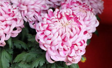【英語】41st Chrysanthemum Culture Festival in Kaifeng to be Held