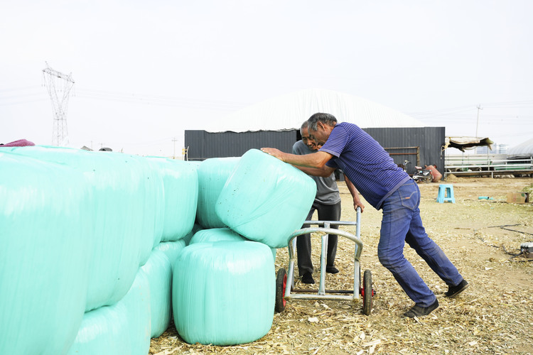 邢臺柏鄉：玉米秸稈 助農增收_fororder_微信圖片_20231010142350