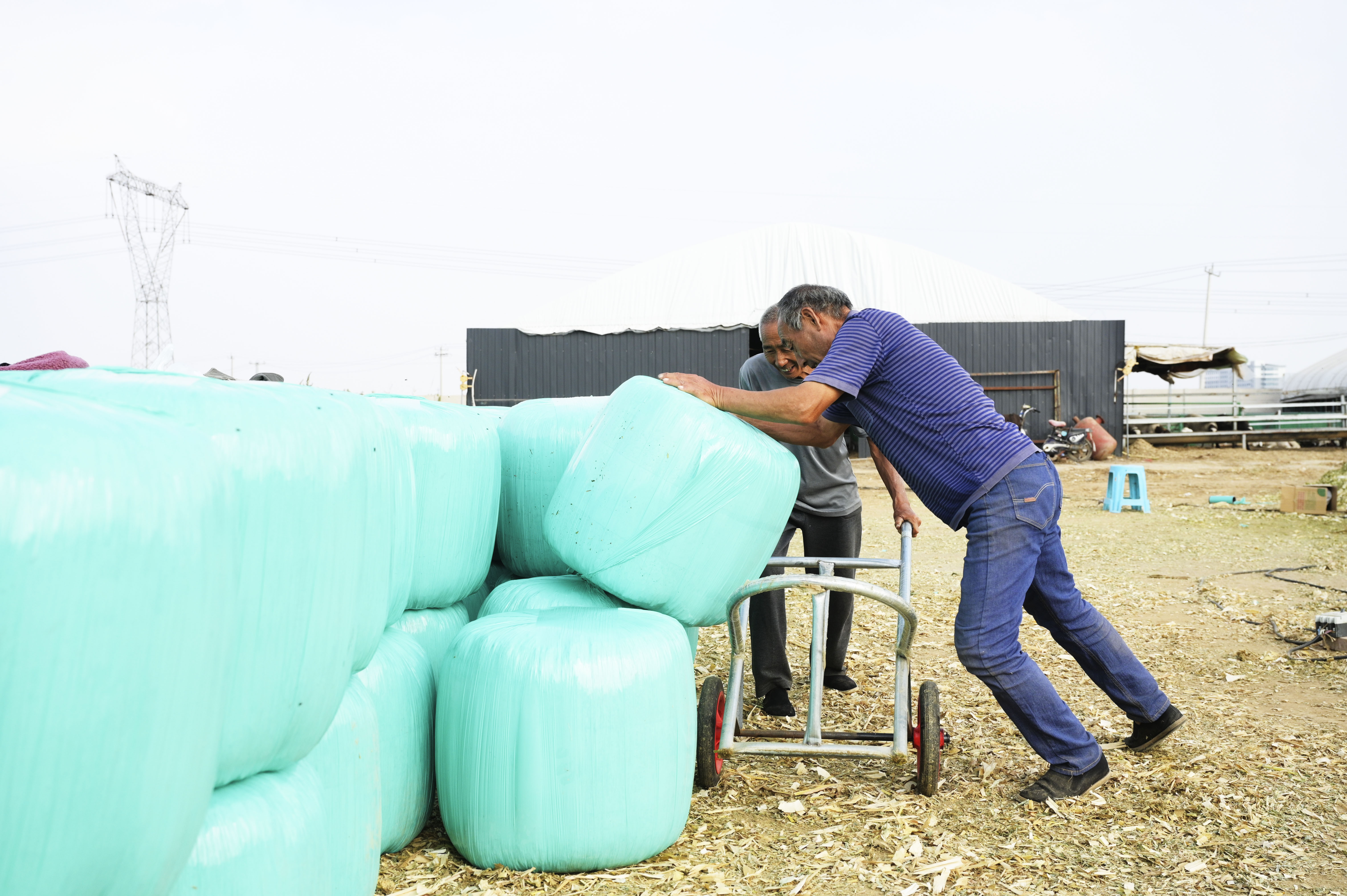 邢台柏乡：玉米秸秆 助农增收_fororder_微信图片_20231010142350