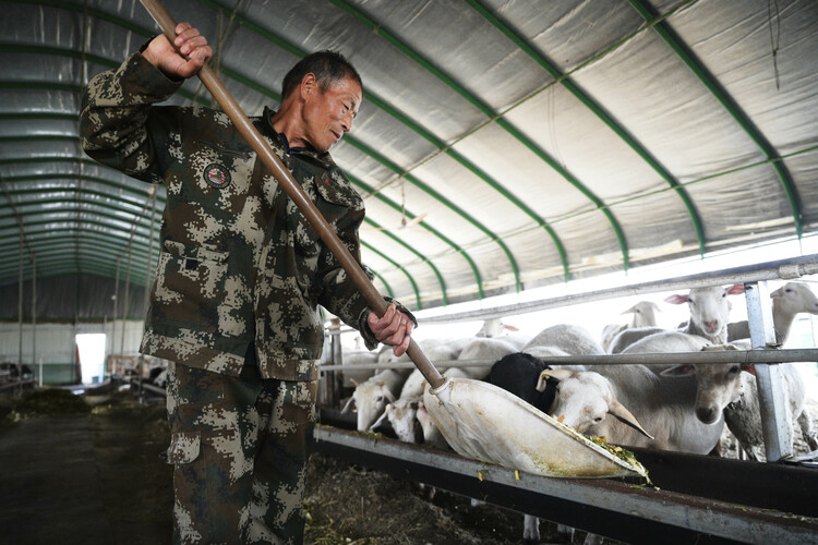 邢臺柏鄉：玉米秸稈 助農增收_fororder_微信圖片_20231010142401