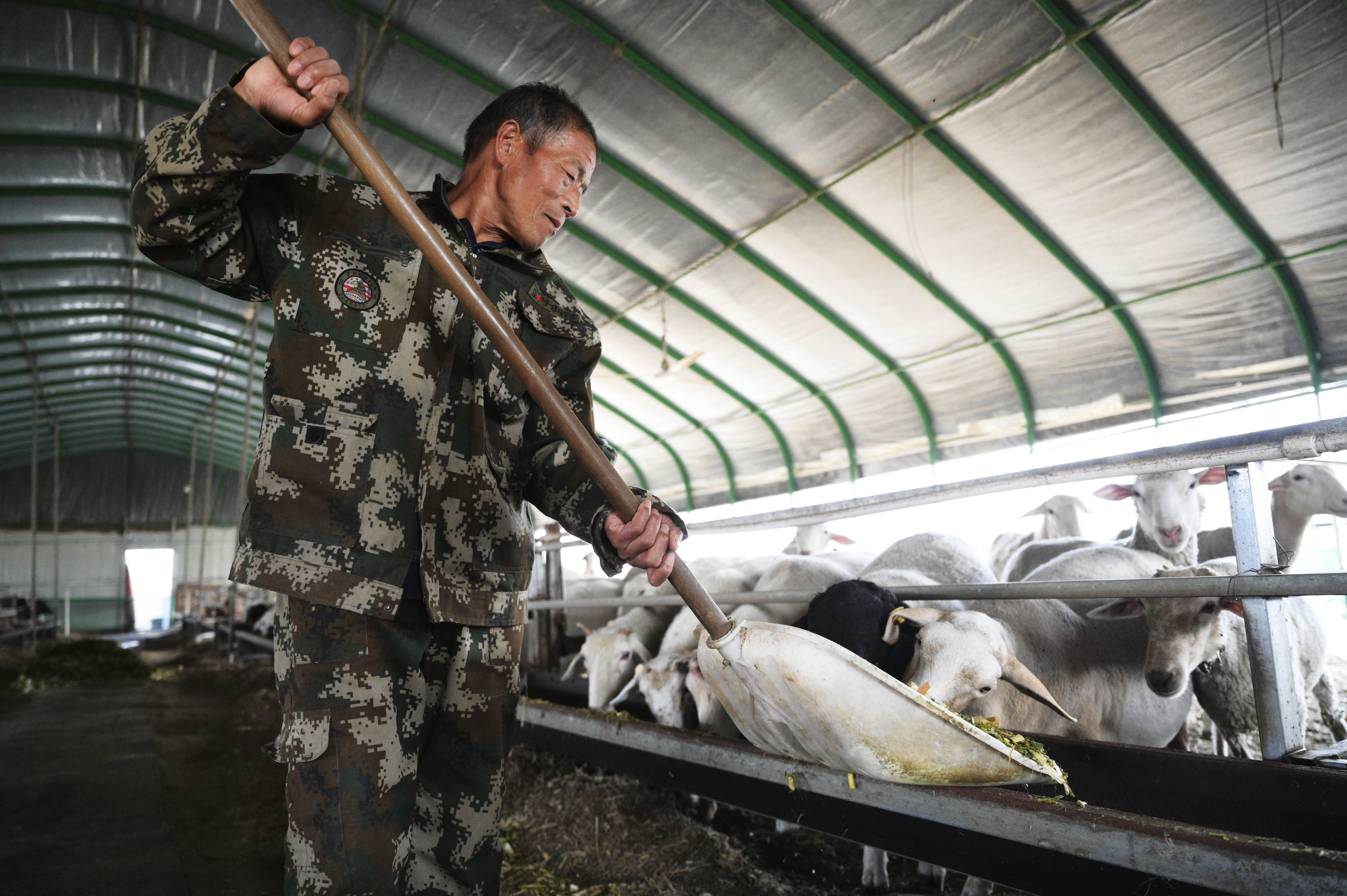 邢台柏乡：玉米秸秆 助农增收_fororder_微信图片_20231010142401