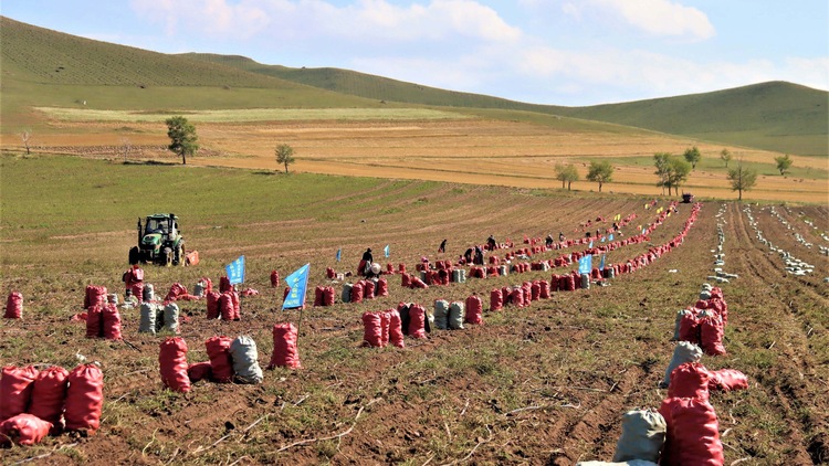 河北丰宁：坝上菜农收获晚季疏菜最后一桶“金”_fororder_一袋袋装好的土豆等待搬运  拍摄刘 洁