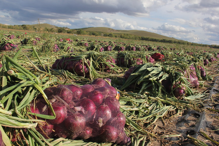 河北丰宁：坝上菜农收获晚季疏菜最后一桶“金”_fororder_一袋袋装好的葱头等待搬运  拍摄辛荣军