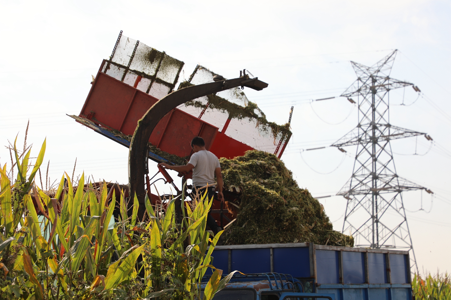 图片默认标题_fororder_满城区全力做好秋收工作 摄影 高泽涛