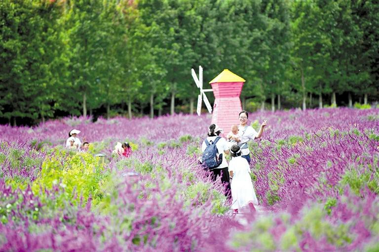 贵州兴义：游人徜徉花海_fororder_中首3