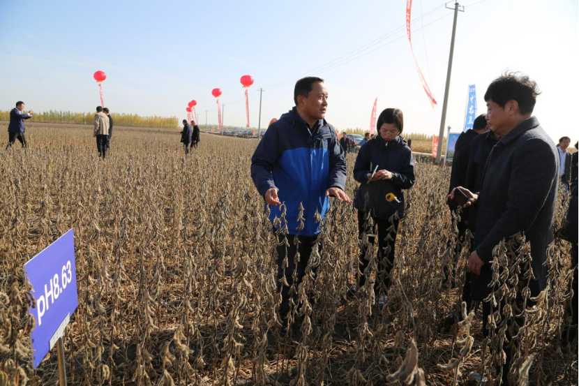 黑龙江：当年改良见成效 盐碱地喜获丰收