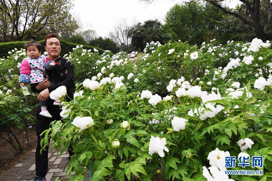 牡丹花開洛陽城