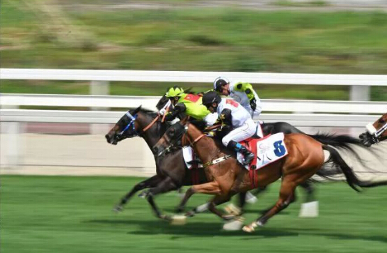 2018成都·迪拜国际杯赛五年之约圆满举办 速度赛马精彩比拼再战温江