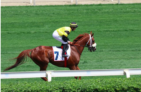 2018成都·迪拜国际杯赛五年之约圆满举办 速度赛马精彩比拼再战温江