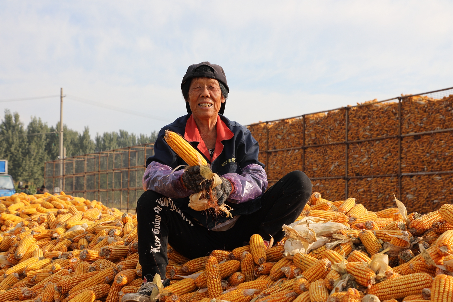 图片默认标题_fororder_满城区于家庄镇玉米喜获丰收 摄影 高泽涛