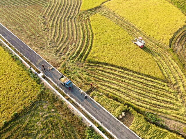 湖南建成4075萬畝高標準農田 畝均糧食綜合生産能力提高100公斤左右