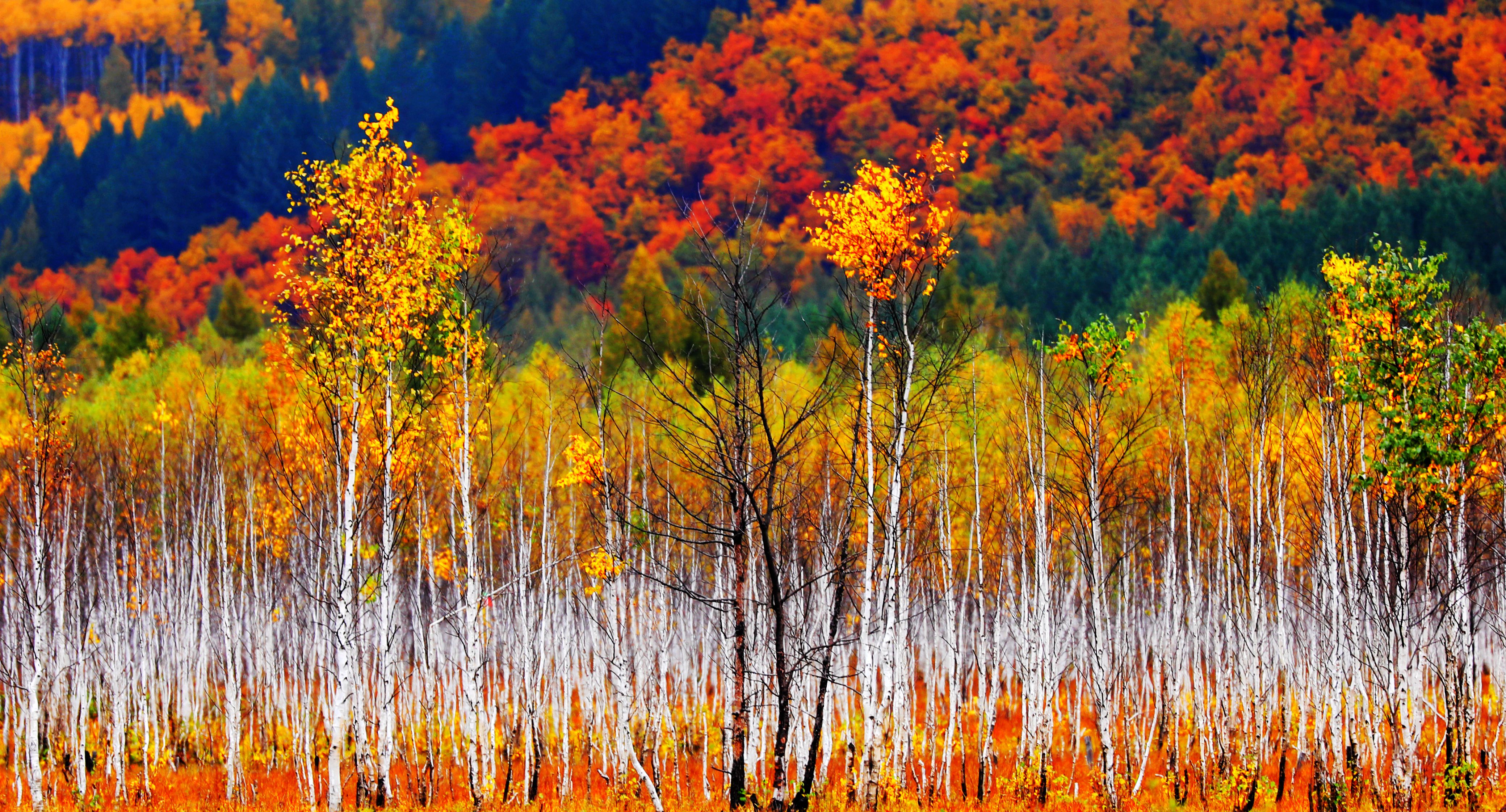 层林尽染 秋景如画_fororder_微信图片_20231012101815
