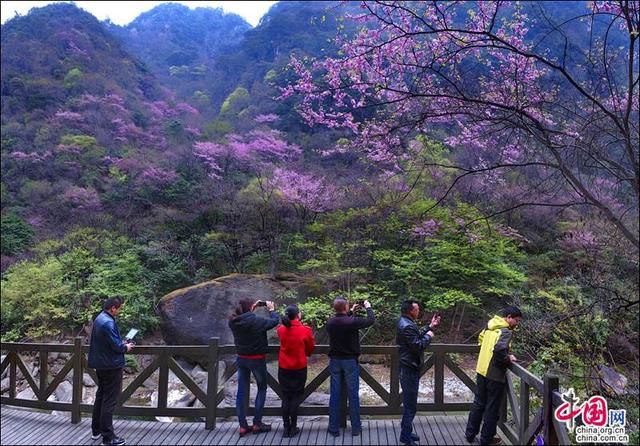 四川青川唐家河紫荊花現已綻放並開啟賞花模式