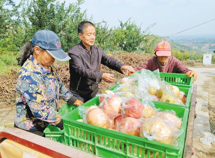 “新農人”種出生態好石榴 打開增收“致富門”_fororder_微信圖片_20231012120829