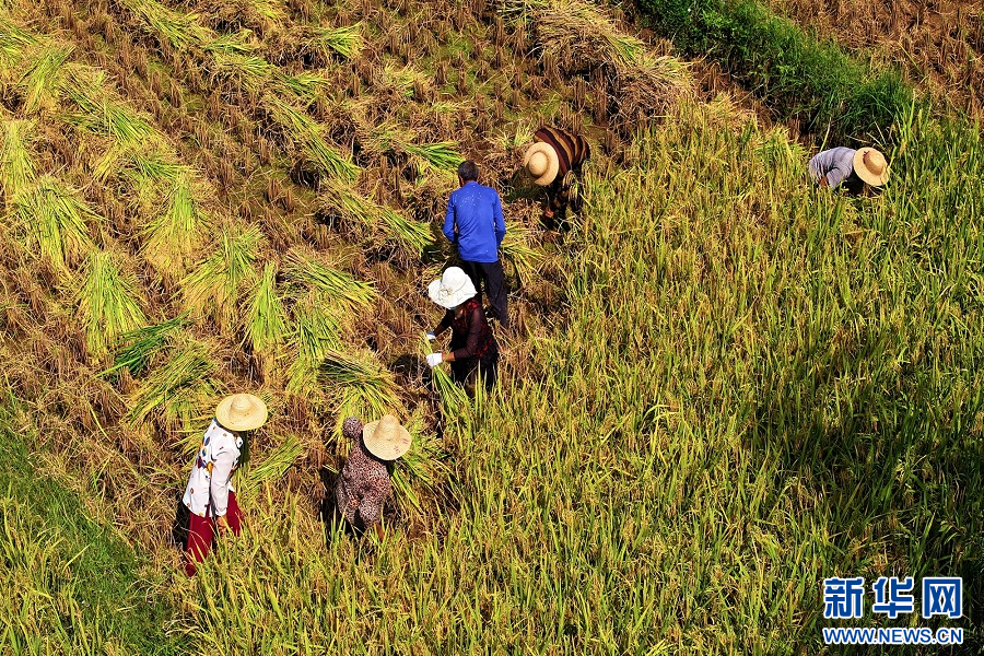重庆巫山：金秋收稻忙