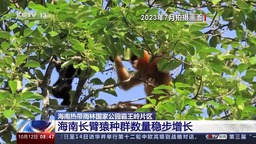 海南热带雨林国家公园：长臂猿种群数量稳步增长 中华穿山甲罕见亮相