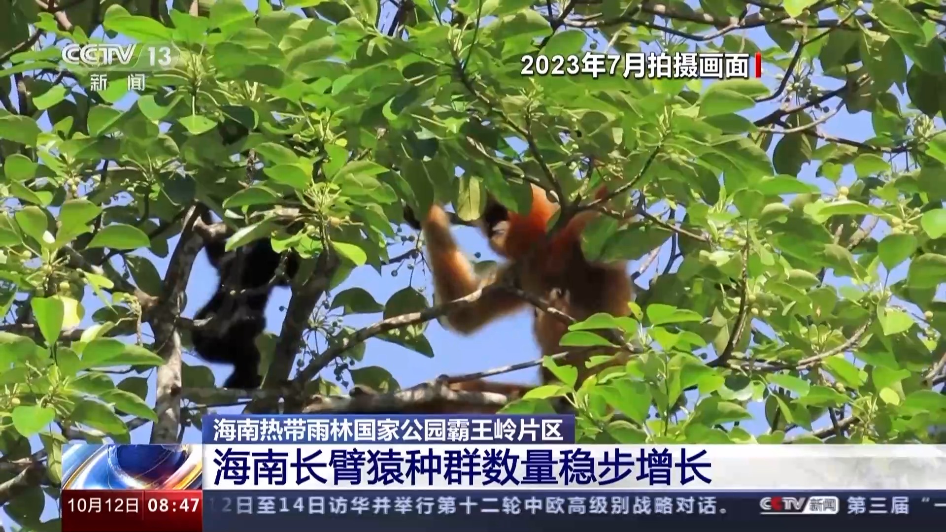 海南熱帶雨林國家公園：長臂猿種群數量穩步增長 中華穿山甲罕見亮相