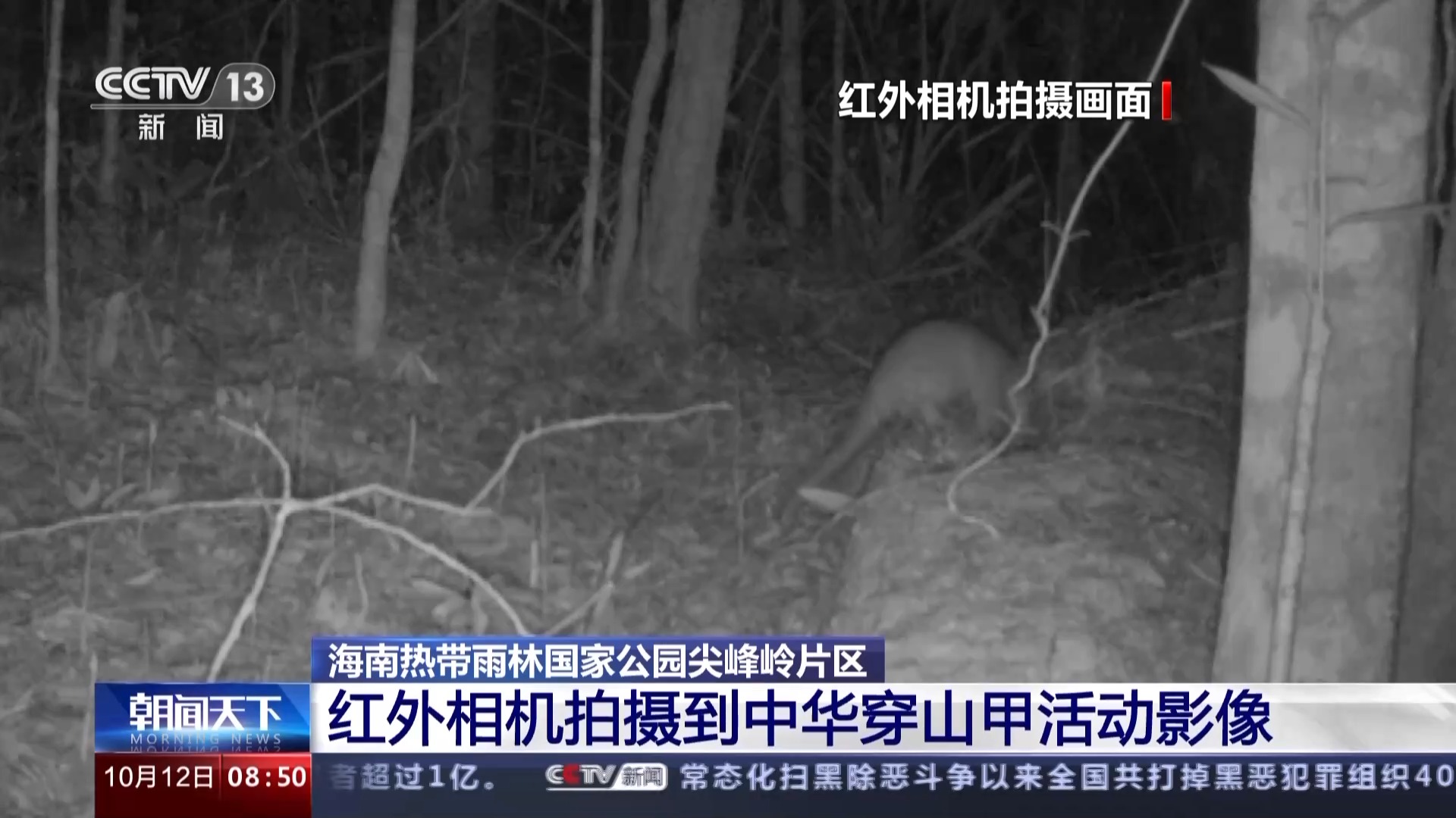 海南熱帶雨林國家公園：長臂猿種群數量穩步增長 中華穿山甲罕見亮相