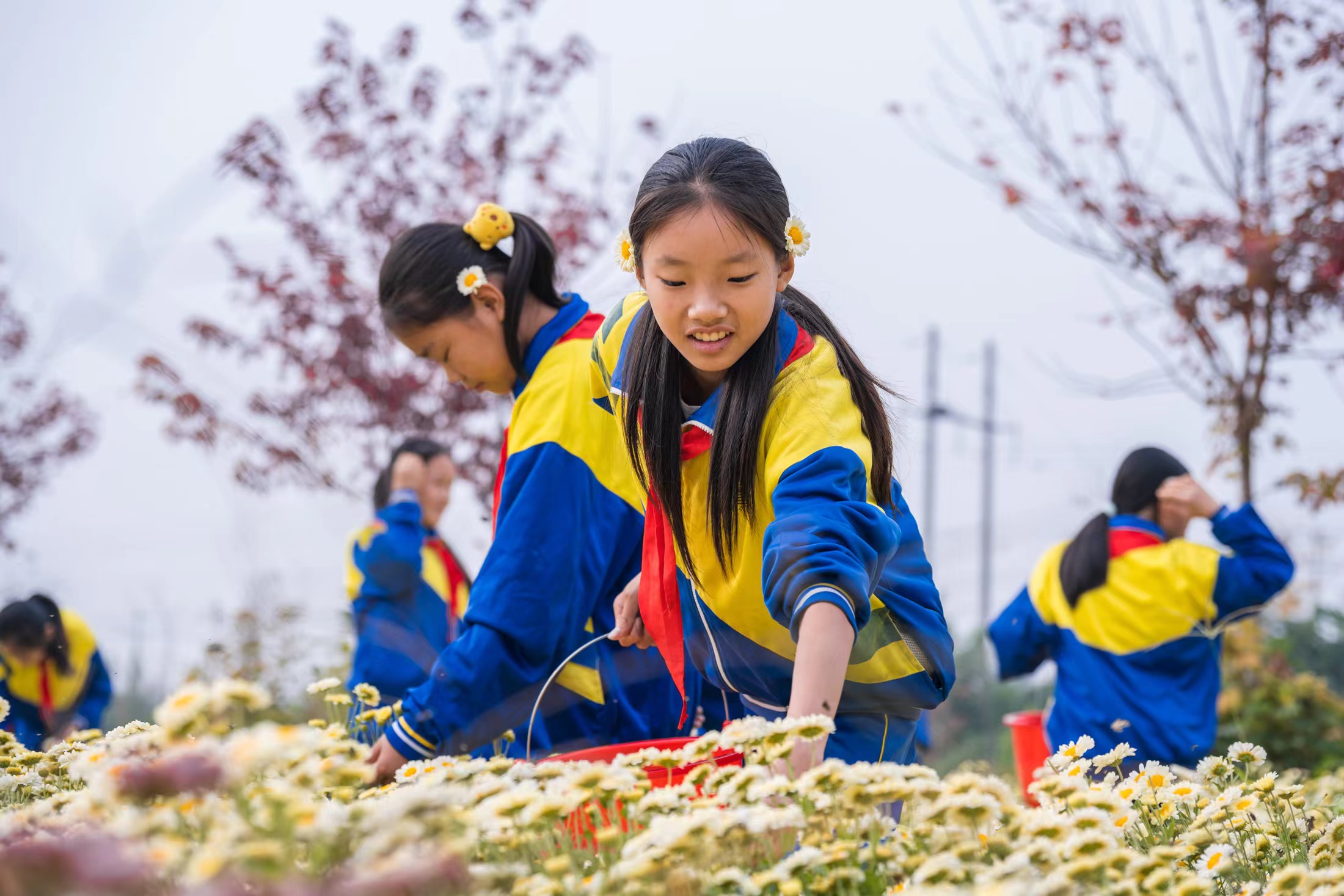 河北柏乡：菊花采摘 劳动实践助成长_fororder_微信图片_2023101309371