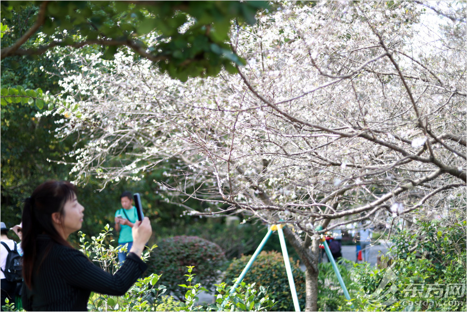櫻花開了 上海植物園十月櫻別具風韻