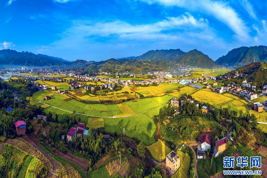 重庆巫山：金秋收稻忙