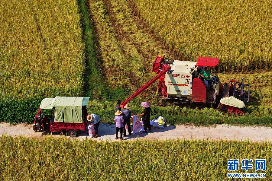 重庆巫山：金秋收稻忙
