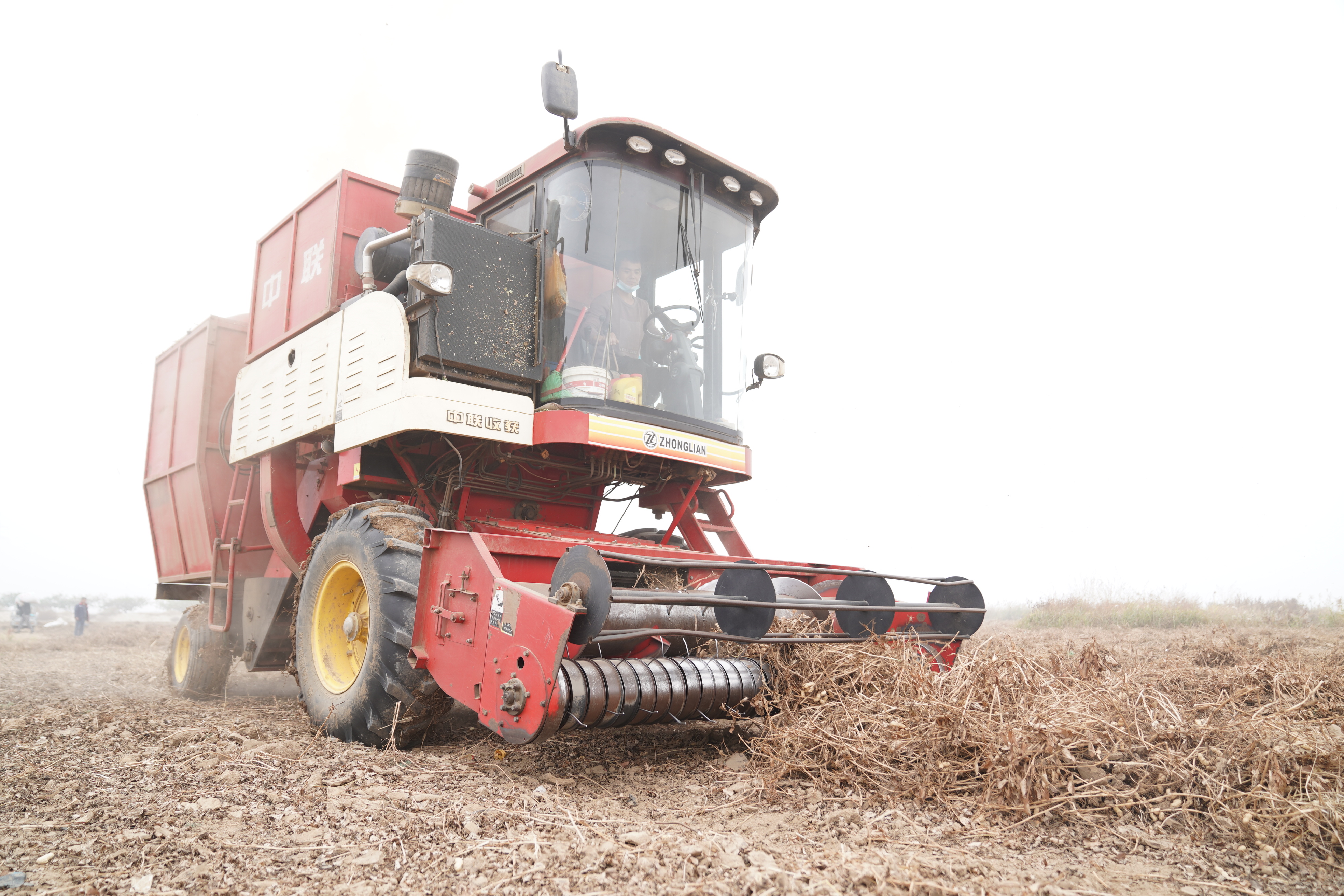 河北邢臺:花生喜豐收 農民采收忙_fororder_9.JPG