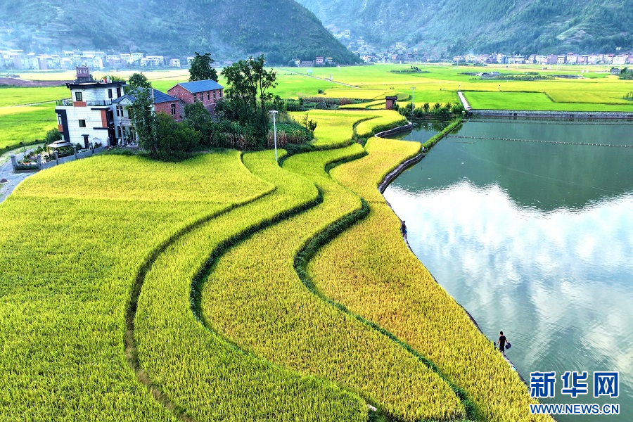 重庆巫山：金秋收稻忙