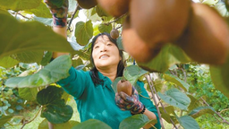 全方位助力果农增收  “甜猕”联盟为猕猴桃产业架“金桥”