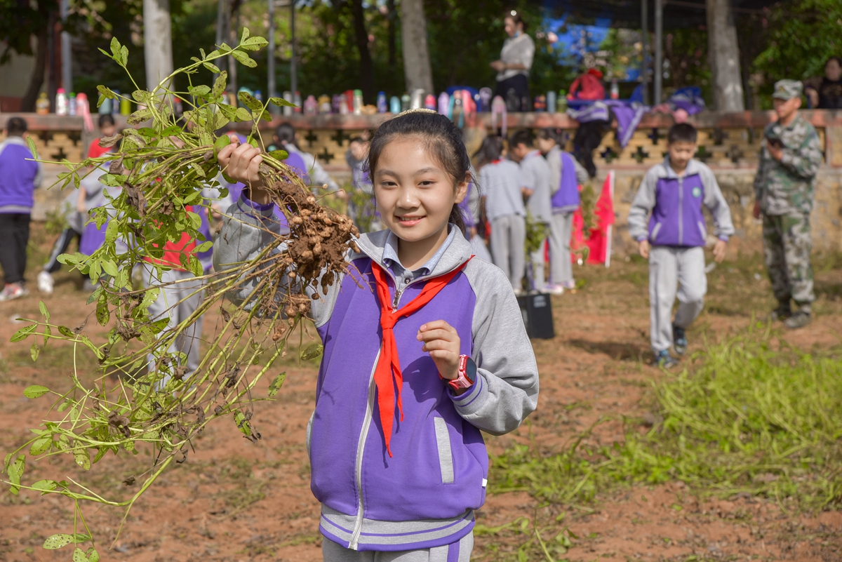 保定市满城区开展“向阳而生 挑战自我”研学活动_fororder_满城区第三实验小学学生体验摘花生 摄影 阮征